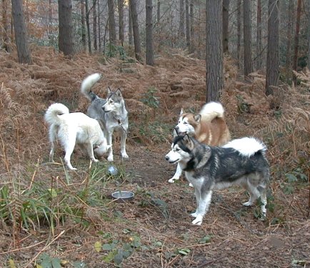 In the forest